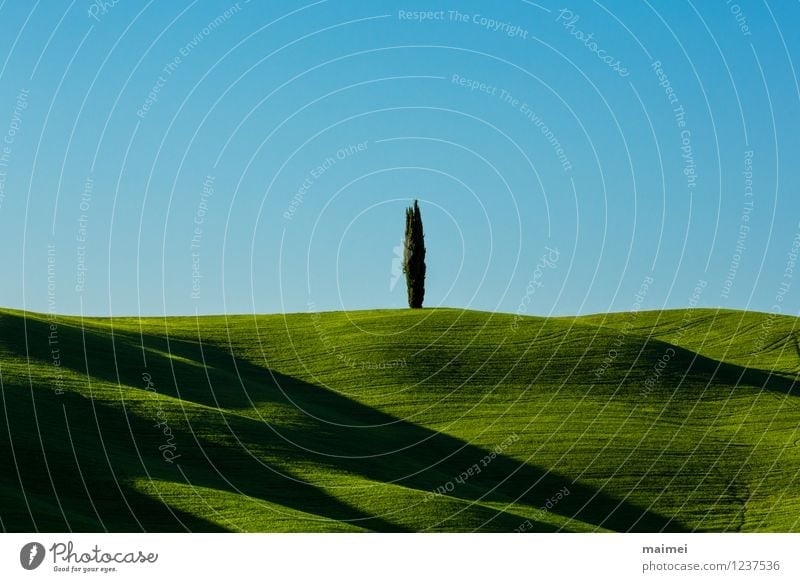 A lonely cypress in green Tuscany meadows Vacation & Travel Sun Nature Landscape Cloudless sky Clouds Horizon Spring Tree Grass Meadow Field Hill Line Blue