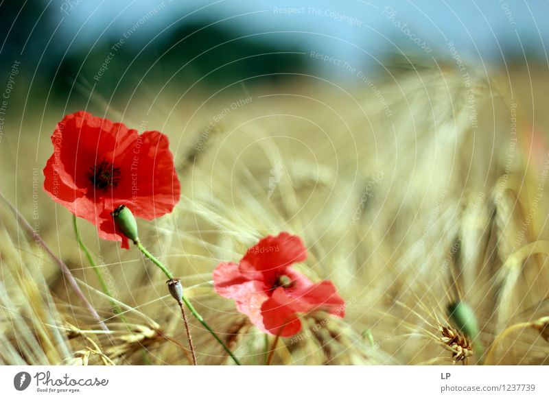 2 poppies Environment Nature Landscape Plant Elements Air Sky Cloudless sky Horizon Spring Summer Climate Beautiful weather Blossom Agricultural crop Wild plant
