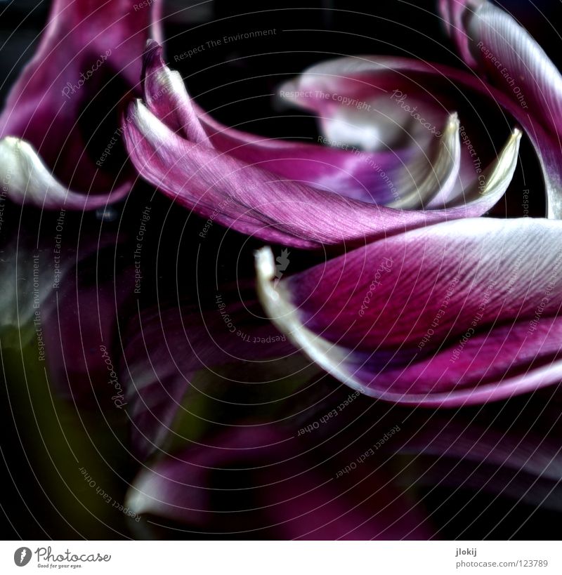 Tulip II Flower Blossom Blossom leave White Violet Mirror Table Reflection Dark Watercraft Growth Blossoming Plant Remainder Transience Feeble flower leaf Like