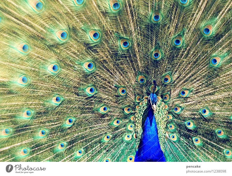 look Animal 1 Sign Exceptional Famousness Elegant Exotic Fantastic Beautiful Crazy Esthetic Expectation Eroticism Power Peacock Wheel Eyes Peacock feather
