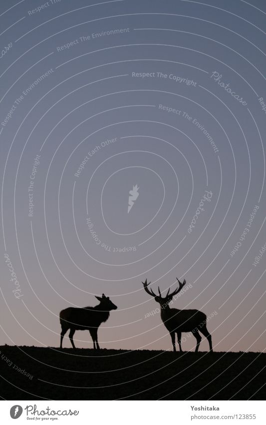 Two-something loneliness Roe deer Antlers Animal 2 Loneliness Calm Infinity Horizon Twilight Together Mammal Love Communicate Peace Contrast Evening Sky