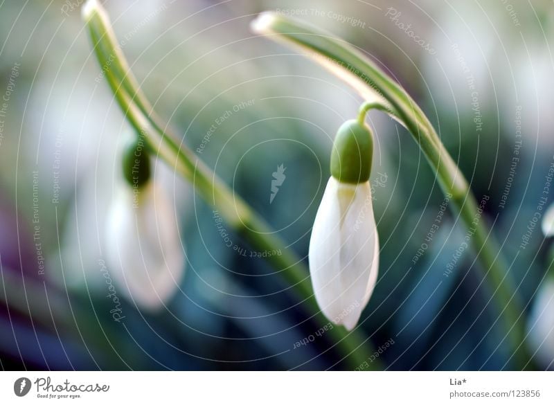 awake Winter Spring Flower Blossom Blossoming Growth Cold Small Blue White Power Fatigue Snowdrop January February Sprout Delicate Wake up Recently Alert