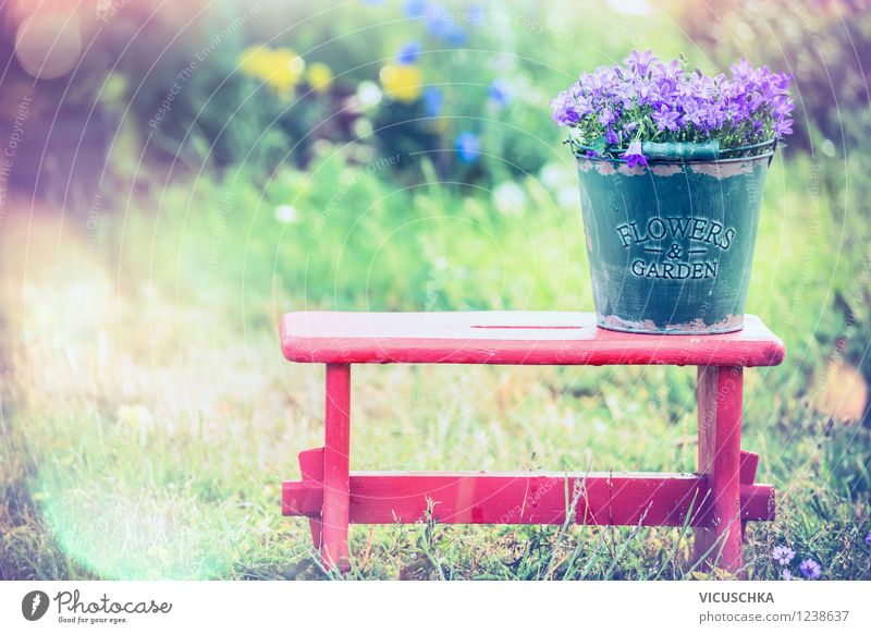 Bellflowers in old bucket on old stool Style Design Joy Summer Garden Chair Nature Plant Sunlight Spring Autumn Beautiful weather Flower Blossom Bouquet Retro