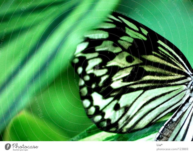 Hidden Beautiful Nature Leaf Butterfly Wing Stripe Sit Soft Yellow Green Black White Easy Fine Camouflage Insect Hiding place Hide Point Close-up Detail