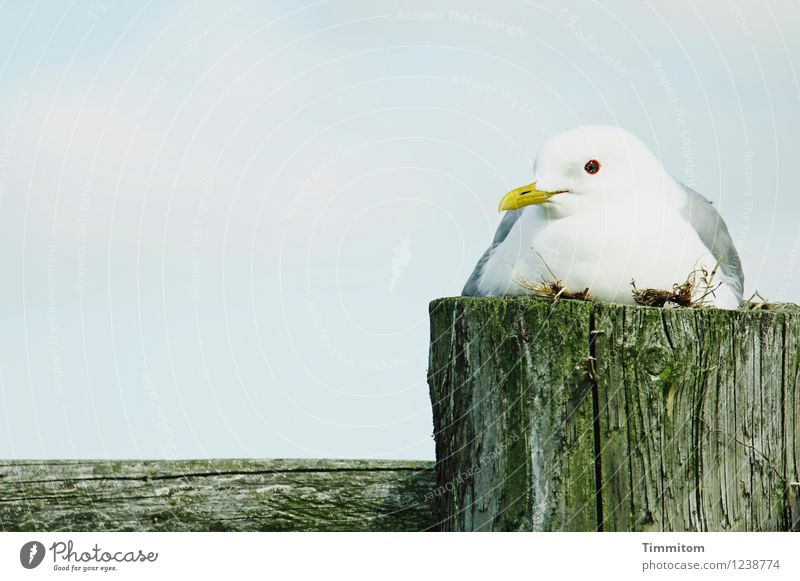 Worried. Environment Nature Animal Sky Beautiful weather Denmark Bird Seagull 1 Pole Fence Wood Esthetic Natural Blue Green White Emotions Watchfulness