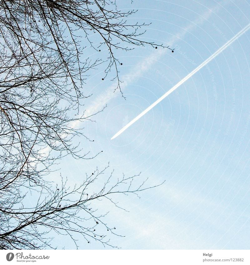parallel Airplane Vacation & Travel Parallel Stripe Tree Long Thin Warped Beech tree Beechnut Clouds White Brown Vapor trail Exhaust gas Smog