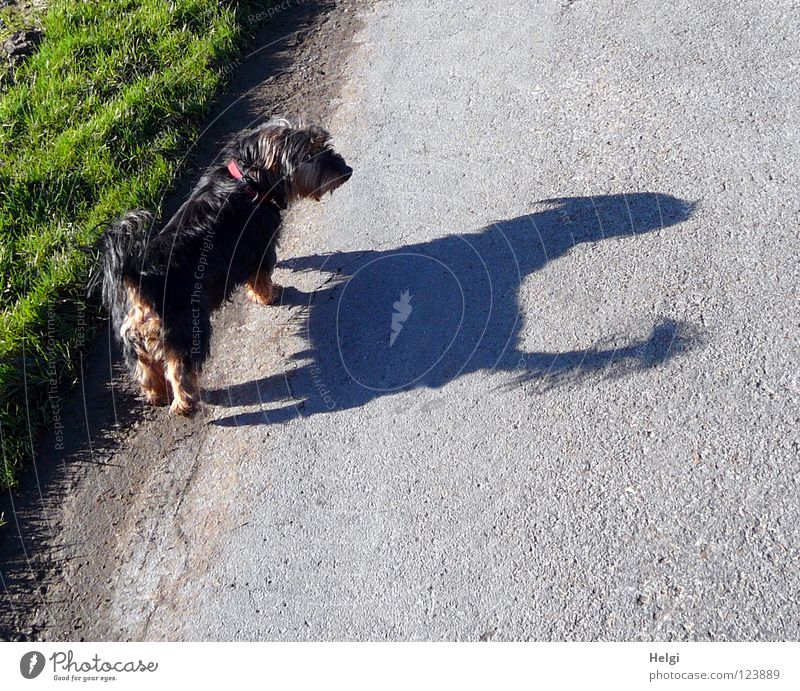 200... Look back... Dog Crossbreed Dachshund Yorkshire terrier Terrier Small Long-haired Pelt Snout Dog's snout Tails Fishing rod Facial hair Nose Looking