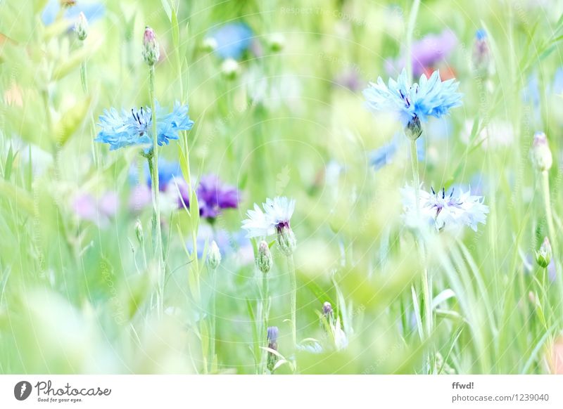 blossom Garden Plant Spring Summer Grass Wild plant Meadow flower Blossoming Fragrance Fresh Ease Pure Delicate Colour photo Subdued colour Exterior shot Day