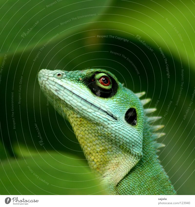 agame III Animal Virgin forest Long Green Watchfulness Agamidae Lizards Reptiles Asia Circle Botanical gardens Looking Eyes Perspective