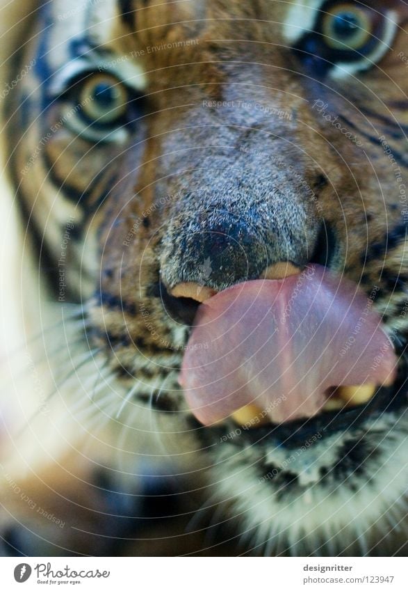 Yummy photographer! Tiger Land-based carnivore Thief Lick Lips Delicious Feed Feeding To feed Appetite Dangerous Exciting Fear of death Nutrition Mammal