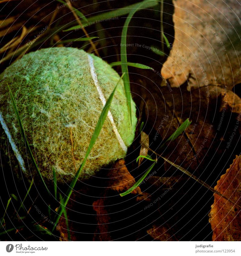 frisky Tennis Tennis ball Playing Toys Dog Doomed Grass Meadow Leaf Retrieve Search Green Colour Ball Hide Throw
