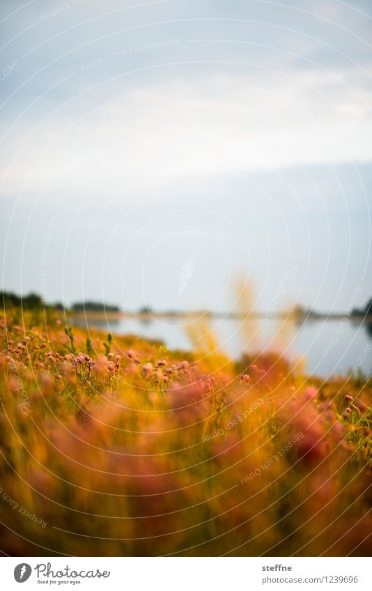 Elbe, in the evening Flower Illuminate Summer Meadow River bank Sunset Sunlight Twilight Colour photo Exterior shot Copy Space top Neutral Background