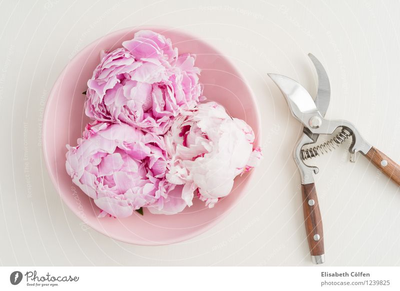 Freshly cut peony flowers Peonies Peony flower arrangement pruning shears blossoms Decoration in full bloom pastel shades Claw shell bowl Pink pink
