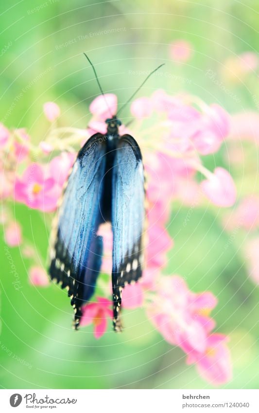 sky blue on girl pink Nature Plant Animal Spring Summer Beautiful weather Flower Leaf Blossom Garden Park Meadow Wild animal Butterfly Wing 1 Observe Blossoming