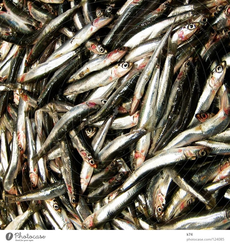ANCHOA CLUSTER Chrome Glittering Fish market Fishery Ocean Cooking Nutrition anchovy Anchoa Ansjovis anchovies sprint Silver fresh fish fishes Fischers Fritz