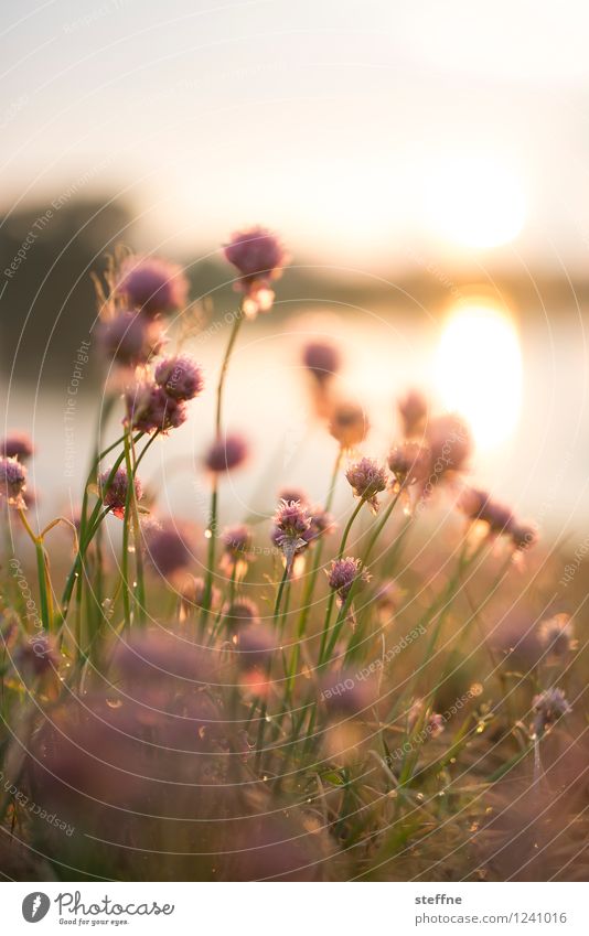 Elbe meadow Sun Sunlight Plant Flower Grass Bushes Lakeside River Romance Twilight Colour photo Exterior shot