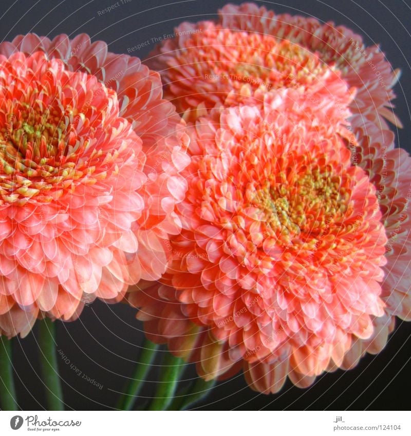 dreaming Gerbera Flower Plant Daisy Family Blossom Life Superimposed Ease Dark Force Delicate Dream Romance Coral Gray Green Double exposure Beautiful Colour