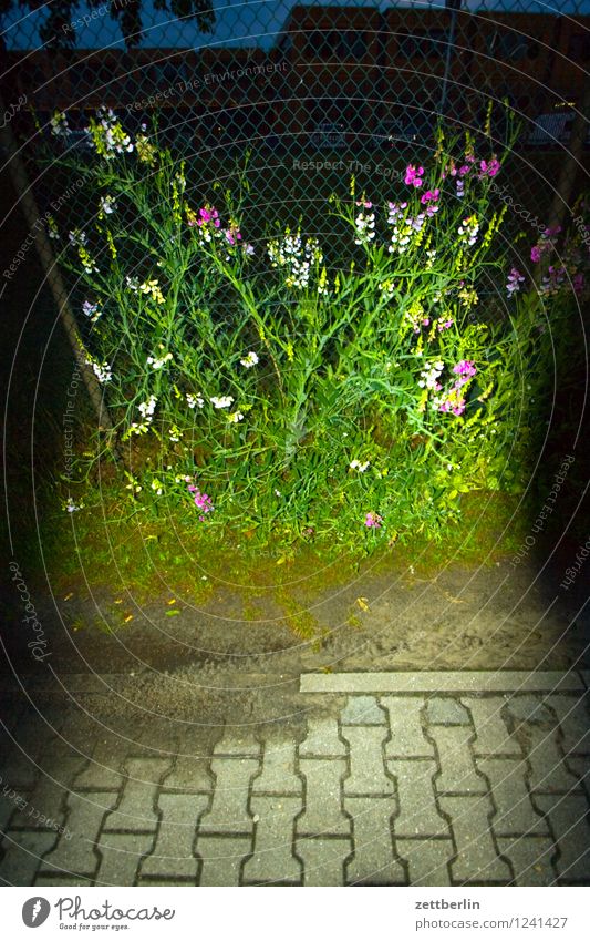Flashed vetch Flower Sweet pea vicia Fabaceae Legume Fence Tendril Blossom Garden Nature Garden plot Summer Town City life Evening Night Dark Threat Dangerous