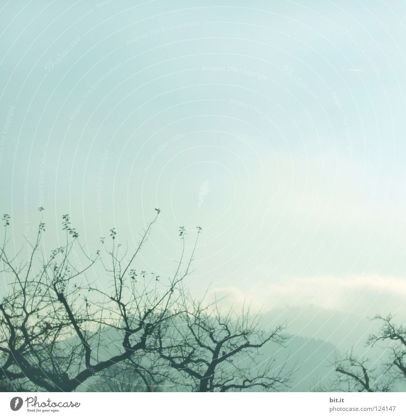BOSCOP Tree Fog Sky Winter Cold Headstrong Market garden Foreground Background picture Soft Delicate Blown away Sanddrift Warped Fir tree Forest Tentacle