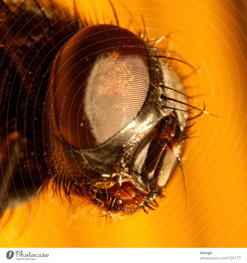 multifaceted Compound eye Mandible Insect Near Animal Looking Intuition Watchfulness Macro (Extreme close-up) Close-up Fly Eyes Detail