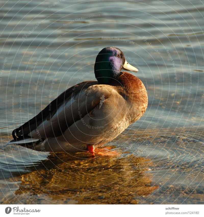 Duck breast, sweet-sour Drake Mallard Domestic duck Bird Macho Boast Glittering Sunbathing Beak Lake Pond Sea park Anas platyrhyncho waterfowl duck breast