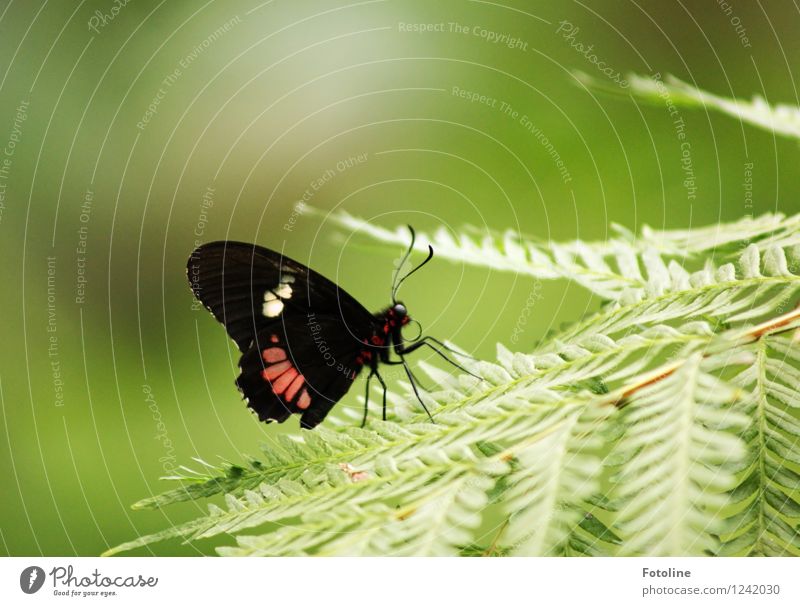breather Environment Nature Plant Animal Summer Fern Butterfly Wing 1 Free Near Natural Green Red Black Colour photo Multicoloured Exterior shot Close-up
