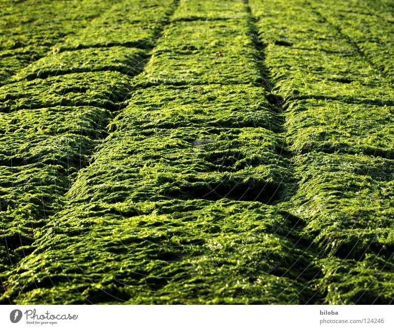 Art of spinach :-)) Algae Break water Low tide Pattern Green Black Square Background picture Structures and shapes Fresh Wet Damp Abstract Furrow Smoothness