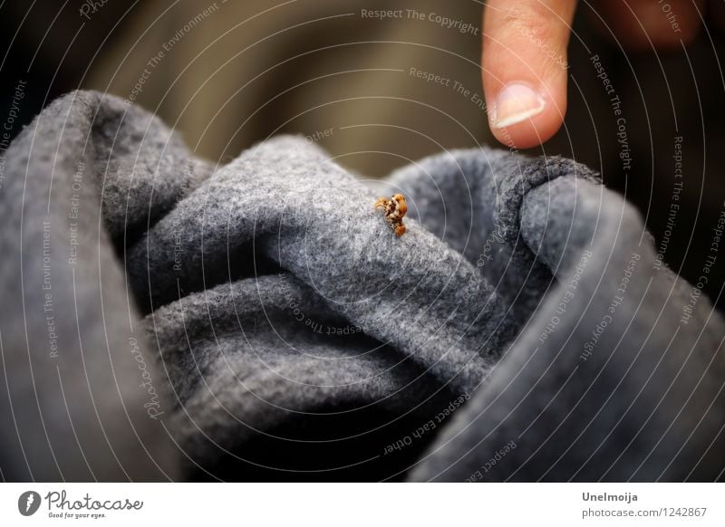 small caterpillar on a grey sweater Animal Caterpillar 1 Exceptional Large Small Curiosity Gray Power Willpower Brave Determination Love of animals Endurance