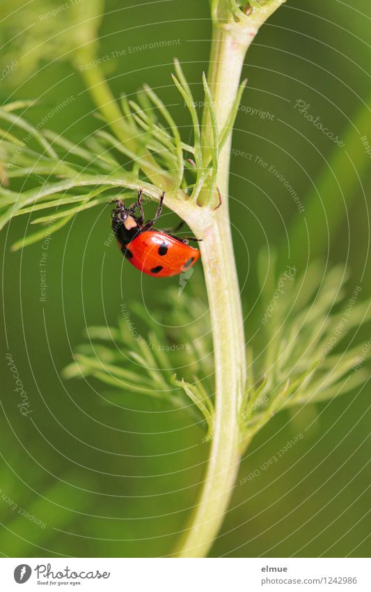 green line Nature Plant Summer Camomile blossom Meadow Wild animal Beetle Ladybird Seven-spot ladybird 1 Animal Good luck charm Happy Movement To hold on Crawl
