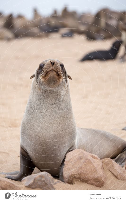 sail ears. Vacation & Travel Tourism Trip Adventure Sightseeing Summer Beach Ocean Earth Sand Coast Namibia Africa Wild animal Animal face Seals 1 Observe