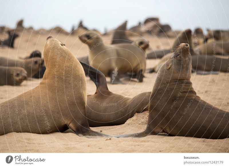 snobbish. Vacation & Travel Tourism Trip Sightseeing Safari Expedition Summer Environment Nature Sand Sky Beach Ocean Namibia Africa Animal Wild animal Seals 2