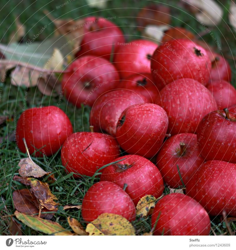 a winter supply of apples Apple Apple harvest red apples fruit harvest Windfall Supply harvest season Garden fruit Winter stock October October Light