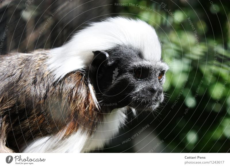 monkey Animal Wild animal Animal face Pelt Zoo Monkeys 1 Observe Authentic Exotic Natural Soft Brown Black White Attentive Watchfulness Young monkey Long-haired