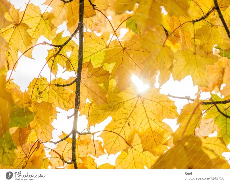 autumn Nature Elements Sunlight Autumn Beautiful weather Plant Leaf Foliage plant Wild plant Autumn leaves Rachis Treetop Leaf canopy Twigs and branches Garden
