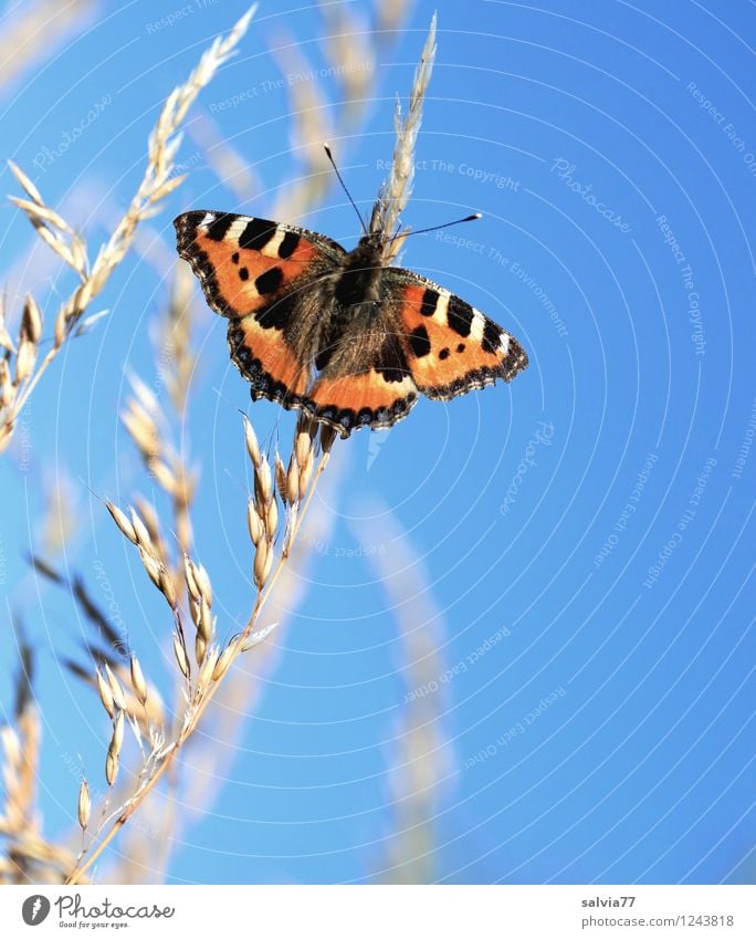 sunbath Environment Nature Plant Animal Sky Cloudless sky Spring Beautiful weather Grass blossom Panicle blossom Butterfly Wing Small tortoiseshell Insect 1