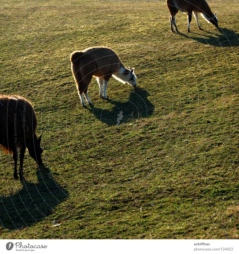 formation grasslands Even-toed ungulate Camel Animal Mammal To feed Spit Nutrition Meadow Grass Feed South America Diagonal Shadow Llama Alpaca guanaco