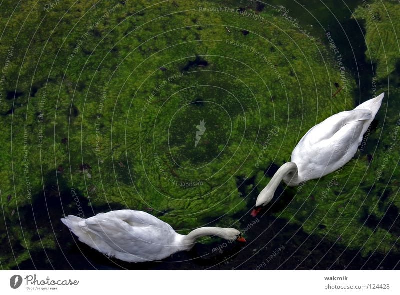 swans White Swan Green Innocent Glittering Cold Pure Animal Full Love Bird Spring Peaceful Nature two togetherness Idyll Organic produce Organic farming Free