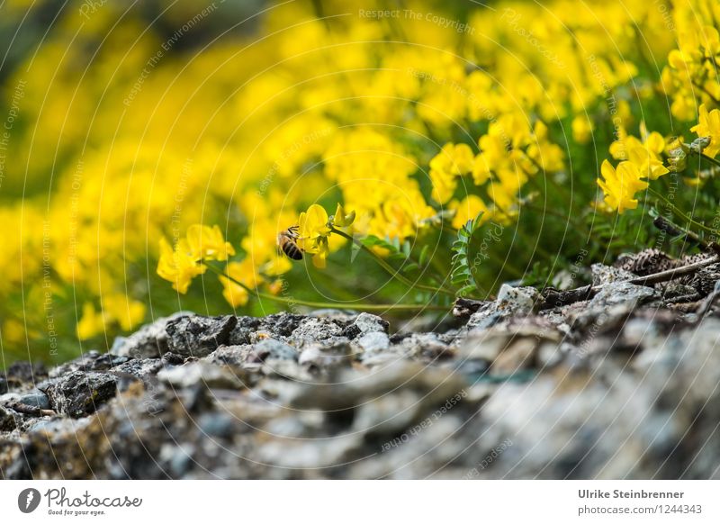 Spring is approaching Environment Nature Plant Flower Blossom Wild plant Rock Alps Mountain Blossoming Fragrance Beautiful Natural Yellow Spring fever Colour