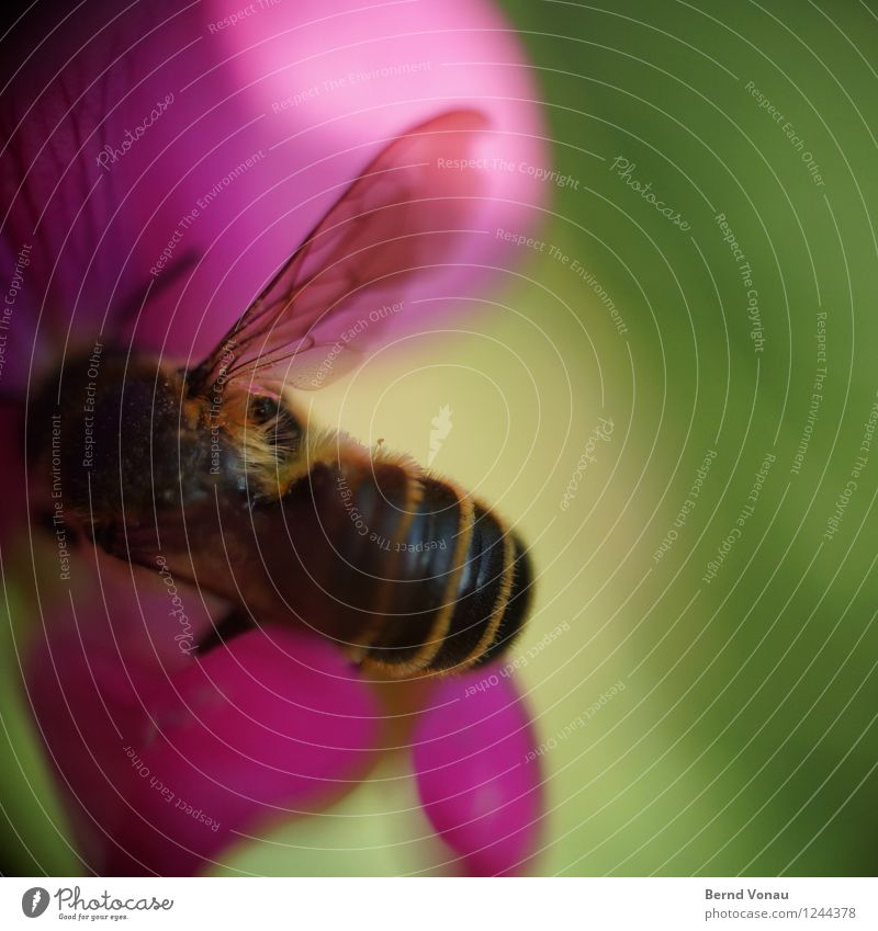 at work Garden Work and employment Plant Blossom Hair Bee Wing Small Green Pink Black Insect Accumulate Honey Nectar Pollen Transparent Striped Natural