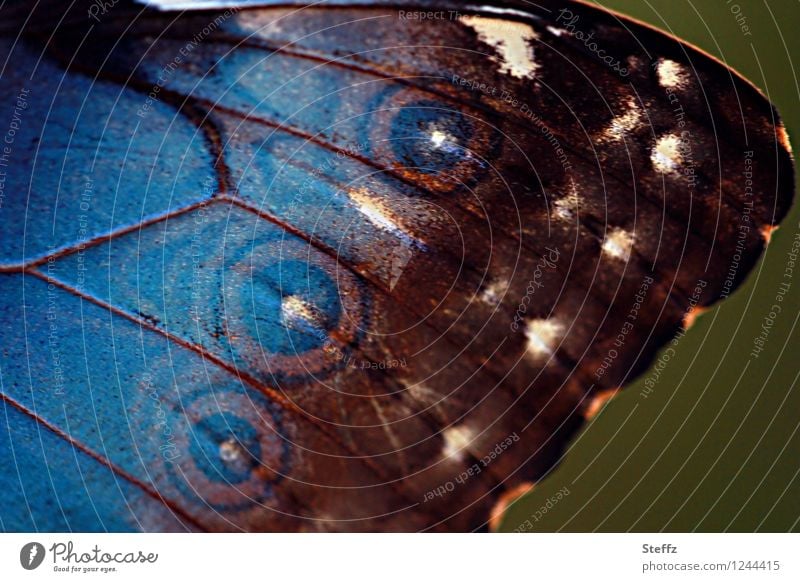 Butterfly wing pattern morphoid age Wing pattern Grand piano Noble butterfly blue Morphof age Near naturally Blue Brown Pattern Living thing butterfly wings