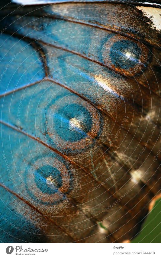 Wing pattern with eyespots blue Morphof age morphoid age butterfly eye stains Butterfly Grand piano butterfly wings Eye-catcher exotic butterfly