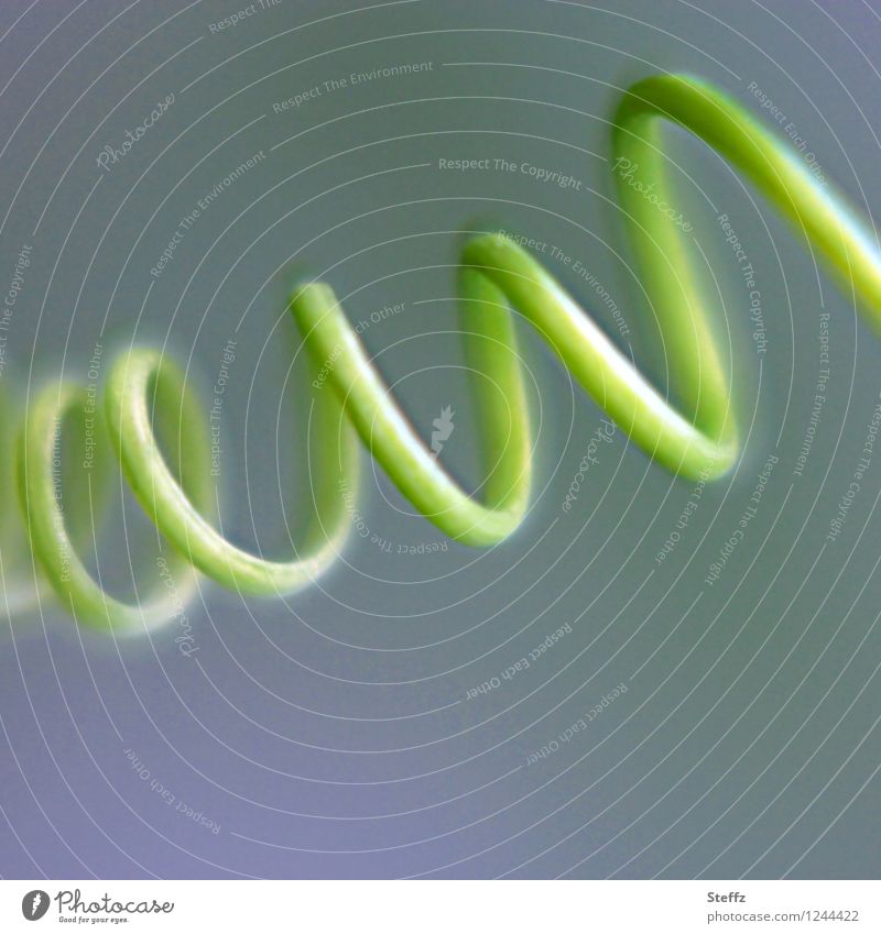 Spiral tendril of a passion flower Tendril Passion flower Passionflower vine shoot tendril Climber symmetric natural symmetry natural form whorls Stick Creeper