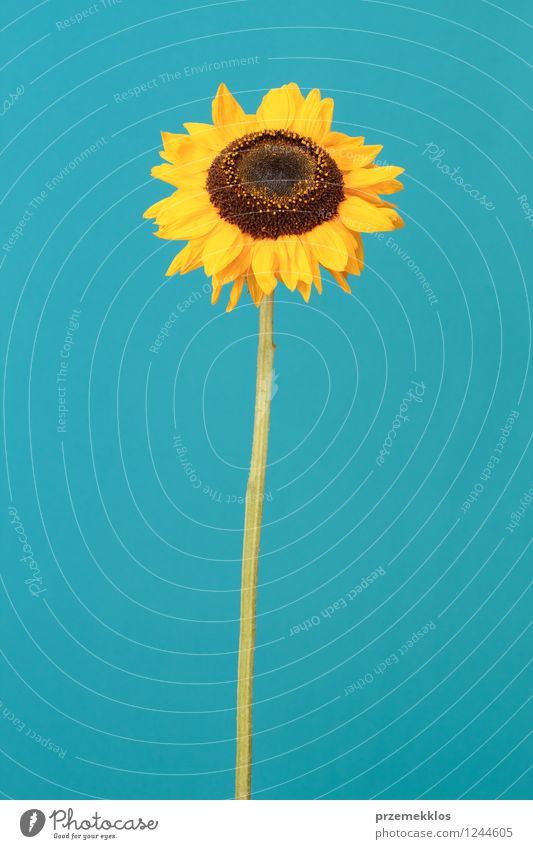 Sunflower Summer Plant Blossom Thin Blue Yellow one spring Vertical single Close-up Deserted Front view