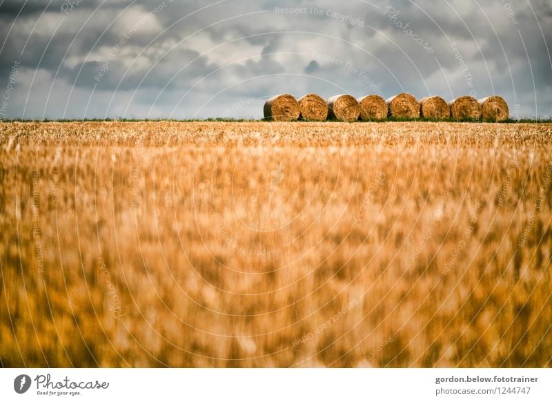 Straw or what? Grain Summer Agriculture Forestry Landscape Clouds Storm clouds Round Blue Yellow Calm Orderliness Arrangement Bale of straw Colour photo