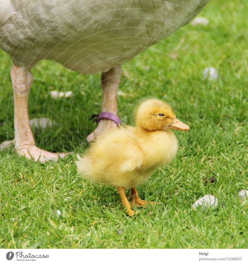 Childhood memories on a farm. Environment Nature Spring Grass Meadow Animal Farm animal Goose Gosling 2 Baby animal Animal family Looking Stand Esthetic