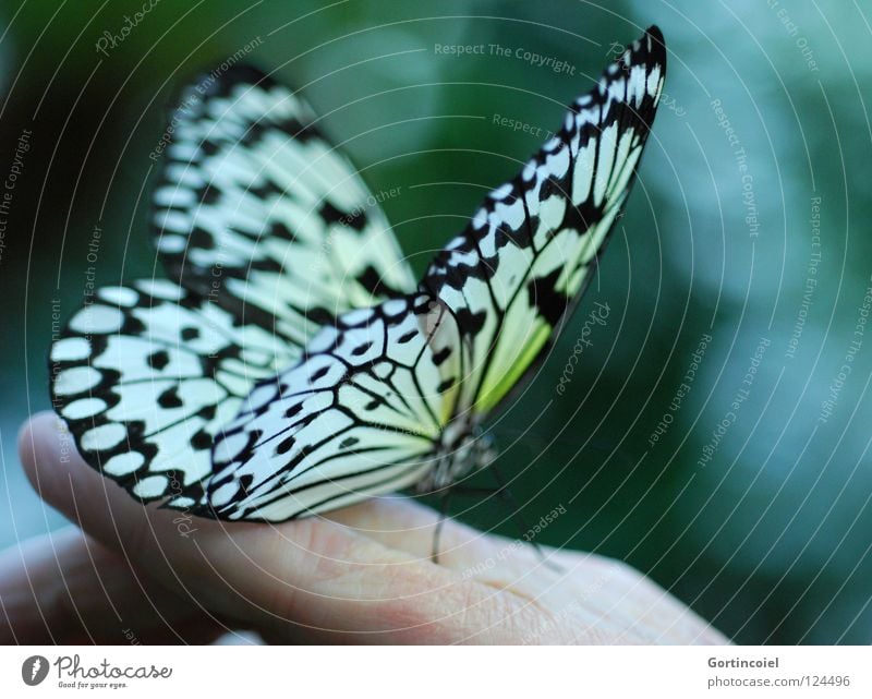 Butterfly III Insect Animal Nature Hand Human being Skin Happy Trunk Nectar Flying Wing Feeler Legs Flower Stalk Judder Fine Delicate Easy Sensitive Elegant