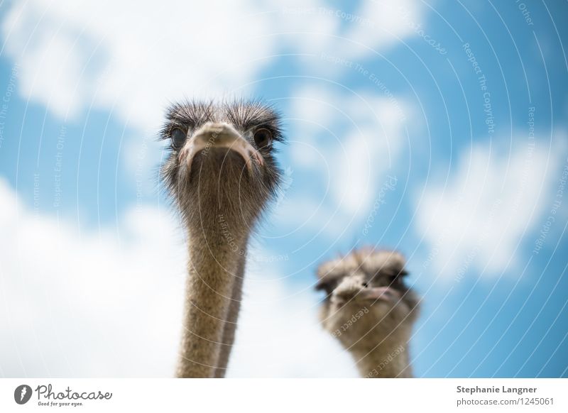 bouquet Farm animal Ostrich 2 Animal Looking Curiosity Poultry Colour photo Deserted Day Worm's-eye view Animal portrait
