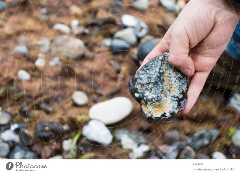 Hand holding flint stone Beach Ocean Education Science & Research Child Boy (child) 3 - 8 years Infancy Environment Nature Elements Summer Rock Coast Baltic Sea