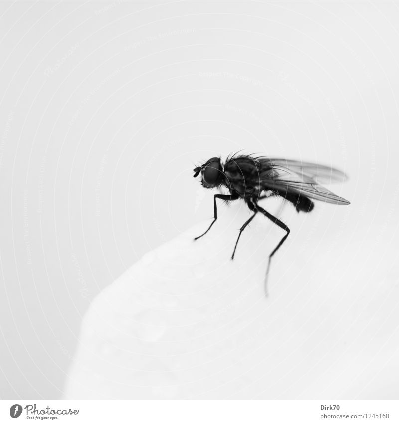 fly on a petal Plant Flower Rose Blossom Garden Animal Wild animal Fly Insect 1 Blossoming Fragrance Crawl Looking Sit Simple Brash Small Thin Black White Calm