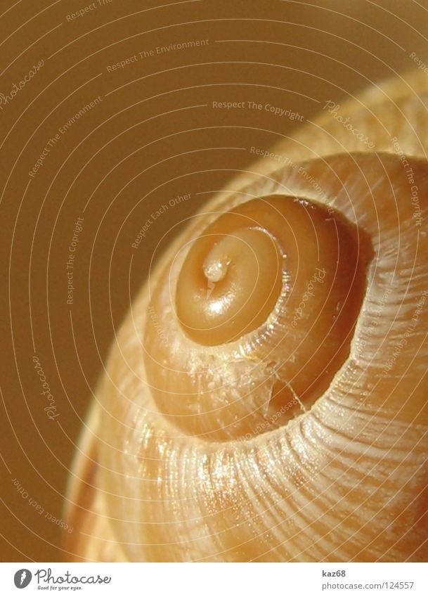 one-room apartment Beautiful Animal Snail Mussel Ornament Rotate Round Death Loneliness Snail shell Spiral Rotated Lime Discovery Hard Empty Rotation